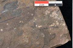 Foto (Detailansicht) von Sapindus cassioides Ettingshausen (NHMW-GEO-2024-0188-8025)